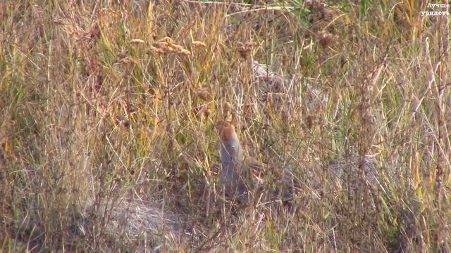 Стая серых куропаток || flock of gray partridges смотреть онлайн