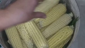 Варим молодую молочной спелости сахарную кукурузу ?????