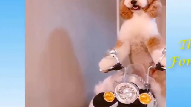 Ну очень смешные домашние животные, Сборник # 9 смотреть онлайн