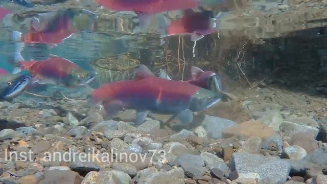 Процесс нереста нерки.