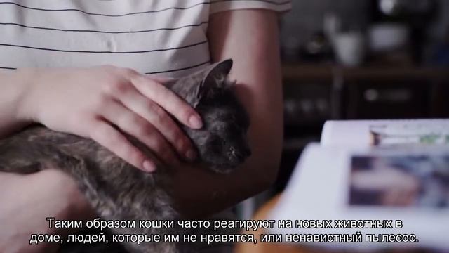 Почему кошка виляет хвостом? И еще 9 сигналов кошачьего хвоста смотреть онлайн