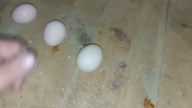 Чём отличаются утиные яйца от куриных?!!! Этот комментарий нас напугал!!!! смотреть онлайн