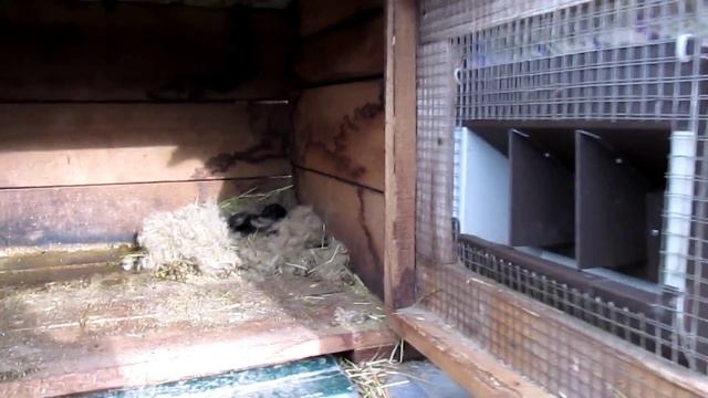 Полосатые кролики. Сельская жизнь: покупаем семена, масленица. VLOG! Countryside. смотреть онлайн