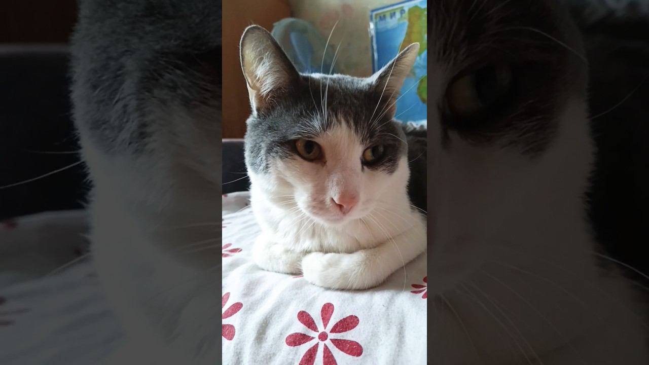 Моё солнышко.#мурзик #кот #питомец #лайк #котики #приколы #солнышко #свет смотреть онлайн