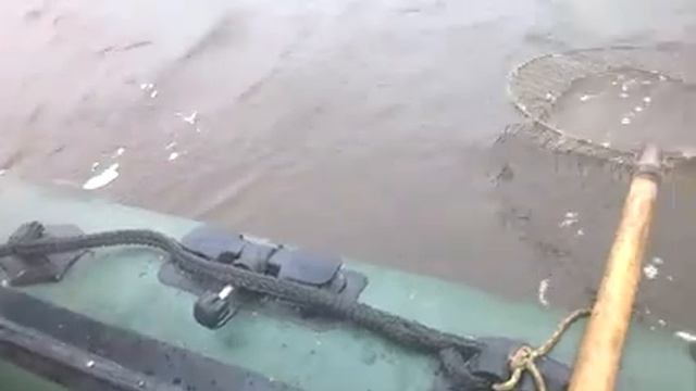 Это лещ, я его поймал. Люблю рыбалку как спортсмен, как человек смотреть онлайн