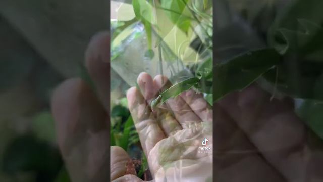 как ухаживать за декабристом смотреть онлайн