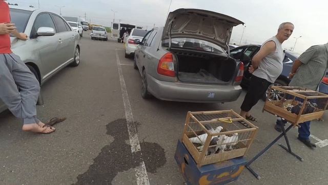 Птичий рынок г. Краснодар 5 июля 2021 г. смотреть онлайн