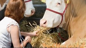 Симментальская порода коров