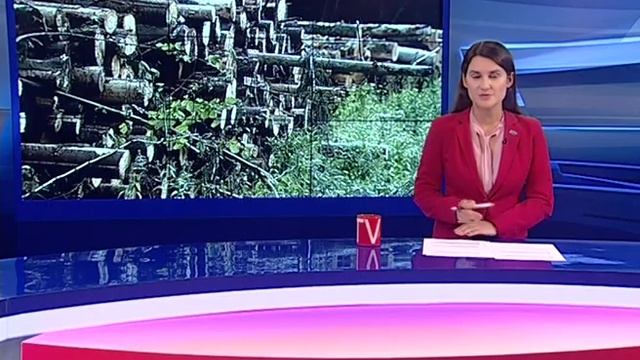 В Пошехонском районе остановили незаконную вырубку леса смотреть онлайн