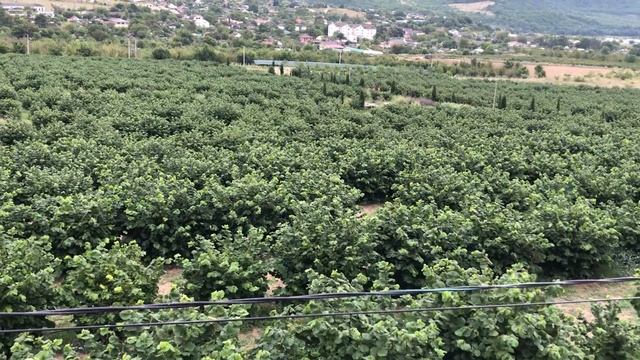 Фундук Трапезунд.Hazelnut style 2023 смотреть онлайн