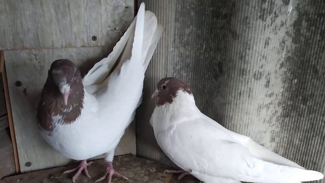 Красноголовые головатые.Red-headed pigeons.Племя на 2021год. смотреть онлайн