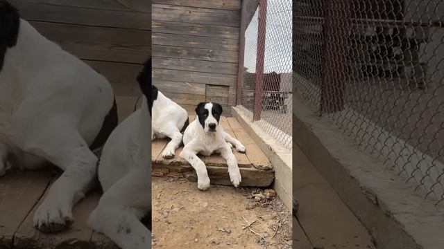 Алабай щенок Мажор , возраст 4 месяца , ждём владельцев смотреть онлайн