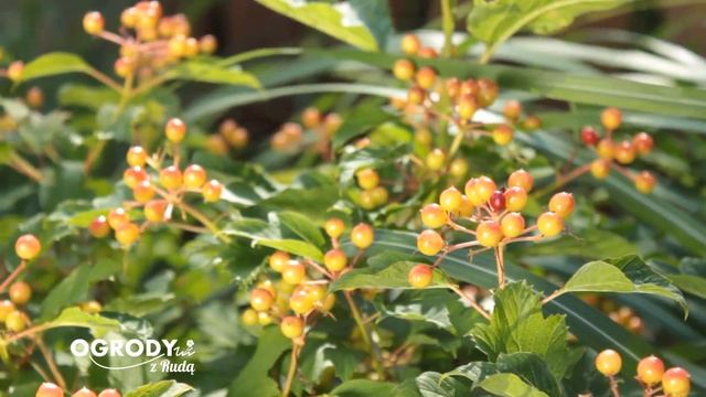 Kalina koralowa Compactum - Ogrody z Rudą #11 смотреть онлайн