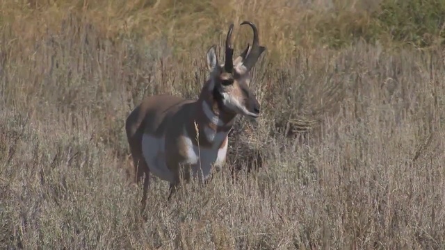 Pronghorn (Antilocapra americana) смотреть онлайн