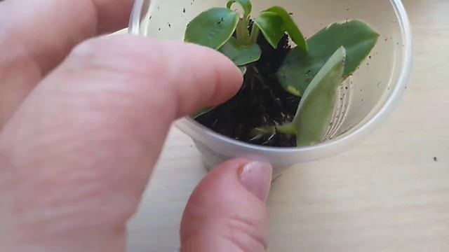 Результат укоренения Пиперомии . смотреть онлайн