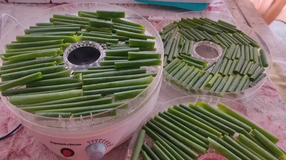 Сушим зелень на зиму.Заготовки в сушилке.Укроп,стрелки чеснока и лук в стрелку.#ПоварОтБога