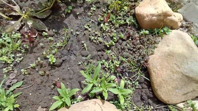 Крыса утащила яйца👀 С цветами не все так ладно😏 Живем в своем доме на Кубани🌹🌹🌹🦢🐣 смотреть онлайн