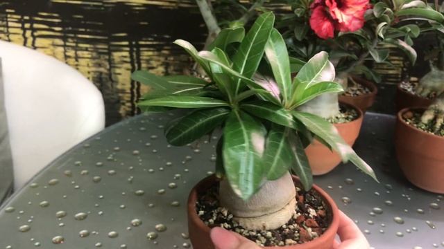 Адениумы обзор - май 2021 смотреть онлайн