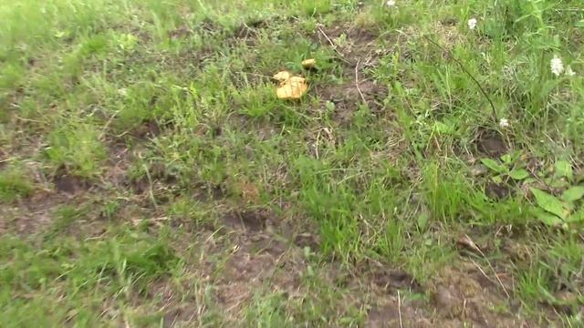 Снова за грибами смотреть онлайн