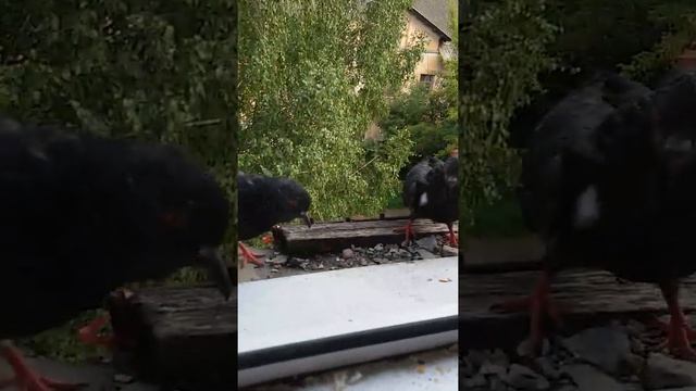 Что делают голуби? смотреть онлайн