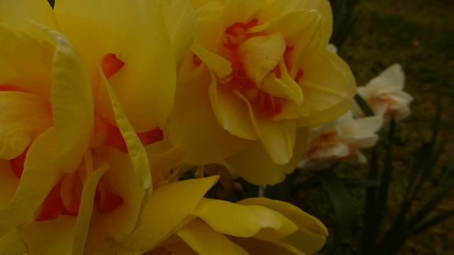 Нарцисс Техас.