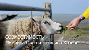 Совместимость мужчины Овна и женщины Козерога