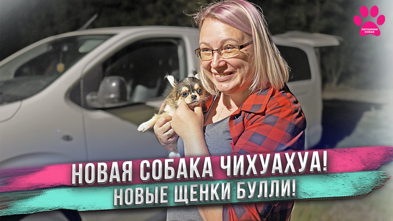 Новые морды на канале! Одна чихуахуа и пять американских булли! Кто такие и откуда они взялись? смотреть онлайн