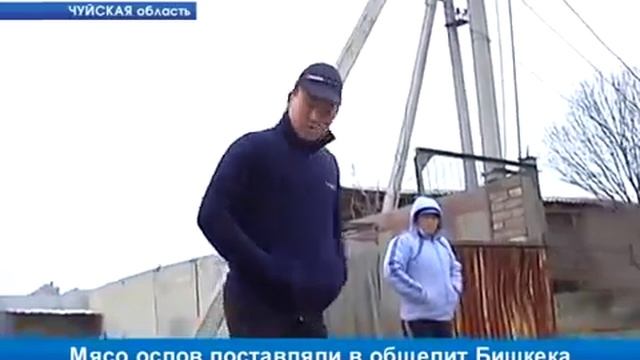 Ослов на мясо жесть. смотреть онлайн