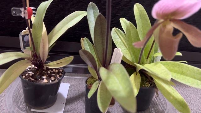 Paphiopedilum Charlesworthii And Hybrid