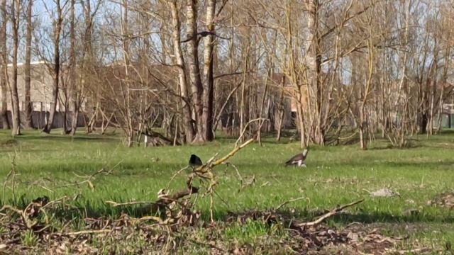 Срочно. Орёл в Риге ? Хищная птица уносит животных, прямо из балкона / Ērglis Rīgā aiznes dzīvnieku смотреть онлайн