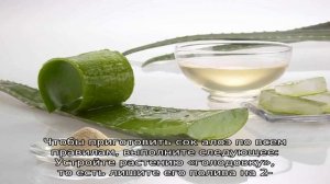 Как правильно выдавить сок из алоэ в домашних условиях? Как использовать отжимки от алоэ?