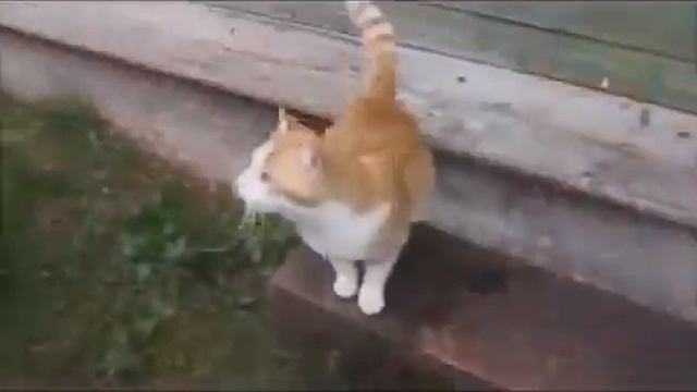 Смешные и умные кошки Funny and clever cats смотреть онлайн
