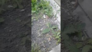 Болезни пчел вирусный паралич