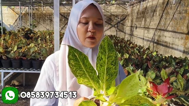 HARGA TURUN LAGI | OBRAL AGLONEMA MURAH COCOK BUAT PEMULA смотреть онлайн