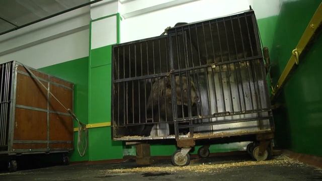 Цирк Никулина приехал в Гомель смотреть онлайн