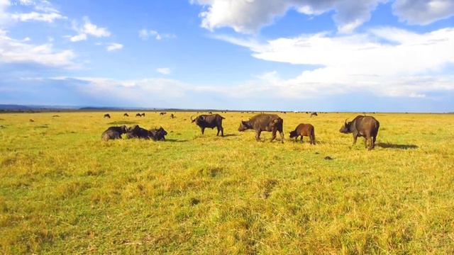 4K African Wildlife: Wild Animals of Lake Manyara National Park With Real Sounds - 4K Video Ultra H смотреть онлайн