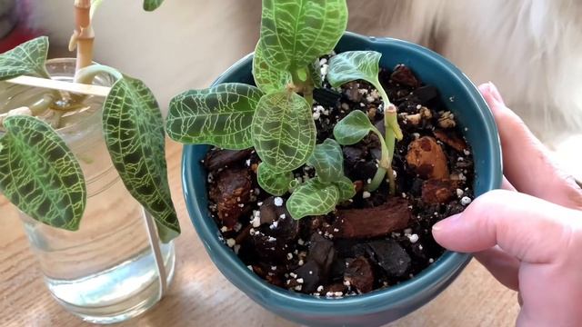 Macodes Petola “Jewel Orchid” Two Week Update ?|| Transfer From Terrarium To Soil