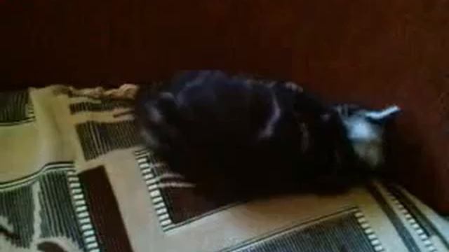 кот не сдох,он спит