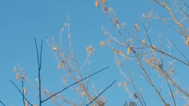 Ловля щеглов. Седоголовый щегол. смотреть онлайн