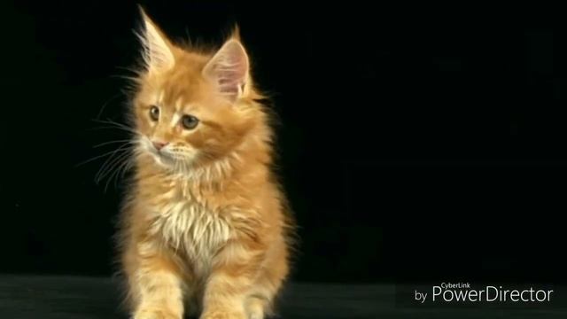 История кисы Алисы. Знакомство смотреть онлайн