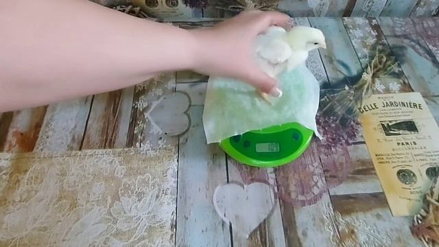 Как растут бройлеры. Вес цыплёнка бройлера в 4 дня Росс 308 (Россия). Broiler weight in 4 days смотреть онлайн