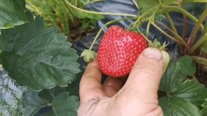 Федерико ягода в Сибири, сорт ксд, урожай в год посадки  клубника , земляника