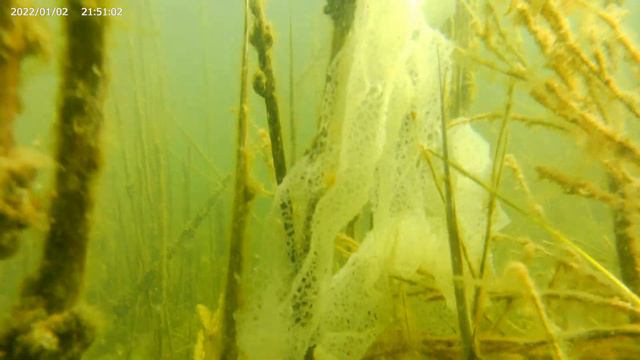 щучья икра под водой апрель 2023 смотреть онлайн