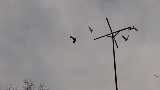 Самый долгий полёт Бойных голубей в историй Голубеводство. смотреть онлайн