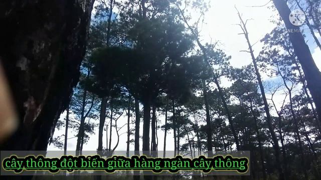 cây thông đột biến giữa hàng ngàn cây thông смотреть онлайн
