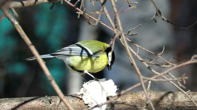 Большая Синица и сало, Great tit смотреть онлайн