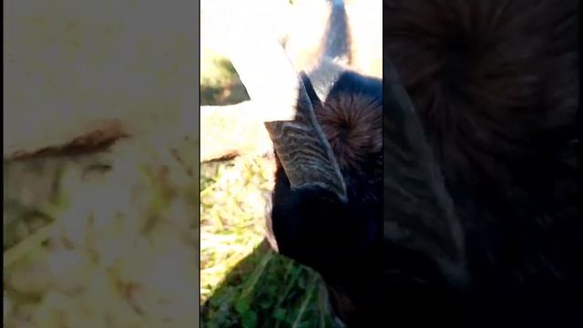 Едим забор. Гуляем с козами и козлятами. Лето. Красота. #shorts. смотреть онлайн