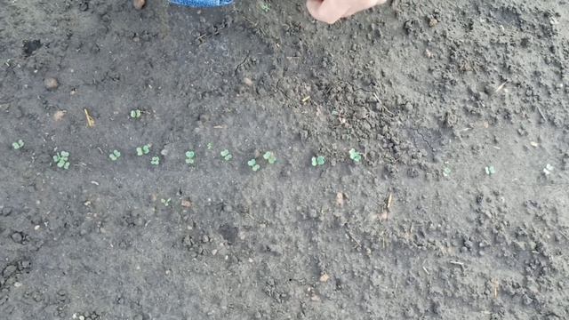 Китайская капуста Пак-Чой: как вырастить в открытом грунте смотреть онлайн