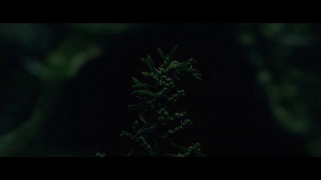 Esperanza Spalding - All Limbs Are смотреть онлайн
