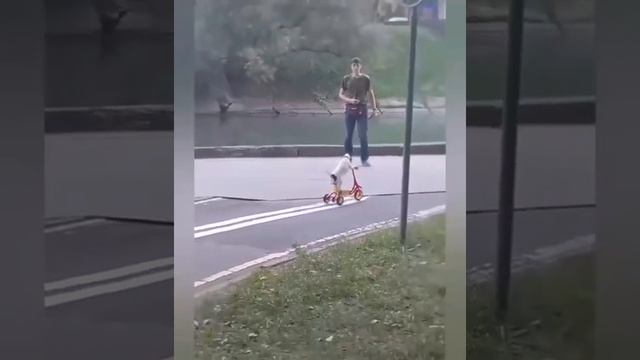 СОБАКА НА ВЕЛОСИПЕДЕ